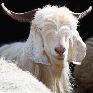 cashmere goat