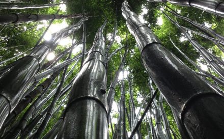 bamboo fabric